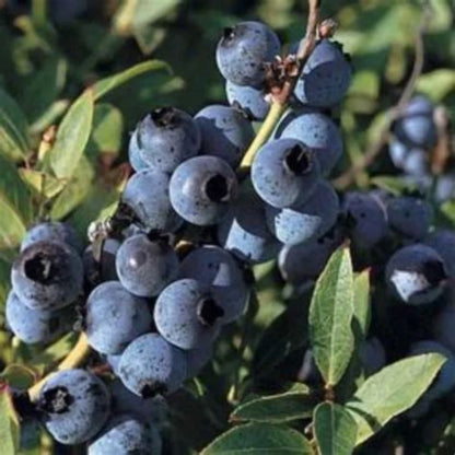 Fruit-covered branches of Top Hat Blueberry plant