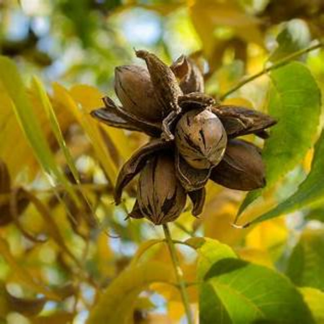 Cape Fear Pecan Trees