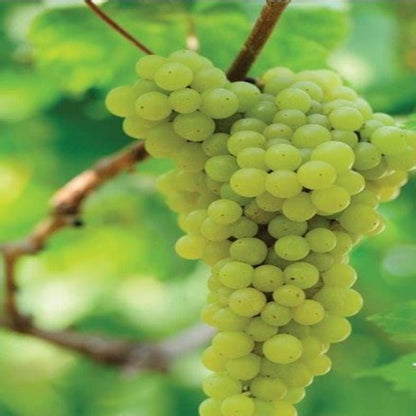 Marquis Seedless Grapes