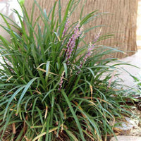Liriope muscari Emerald Goddess hardy perennial