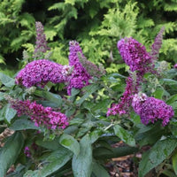 Pugster Pico Punch Butterfly Bush