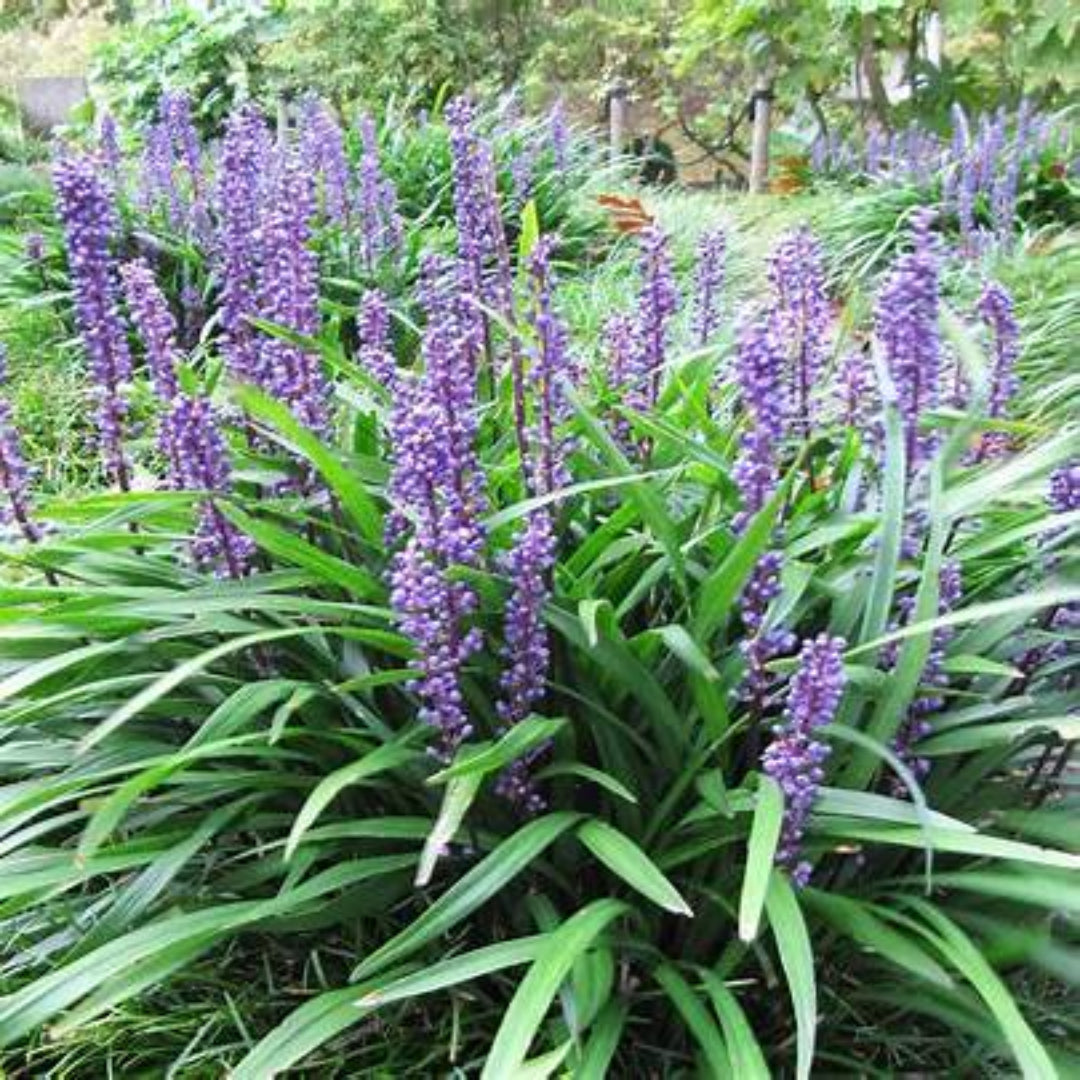 Liriope Muscari &