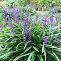 Liriope Muscari 'Big Blue' Lily Turf