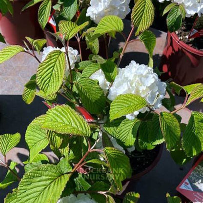 Newzam Newport Viburnum