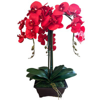 Exquisite Red Orchid in Rectangular Planter - Artificial (Great Valentine Gift)