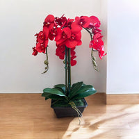 Exquisite Red Orchid in Rectangular Planter - Artificial (Great Valentine Gift)