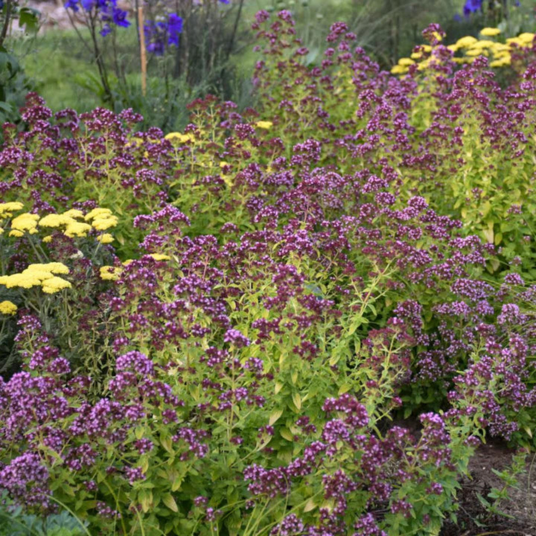 Origanum &
