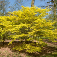 Katsura Japanese Maple
