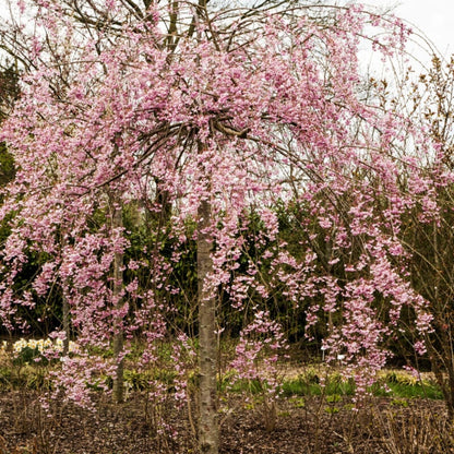Weeping Pink Cherry Tree