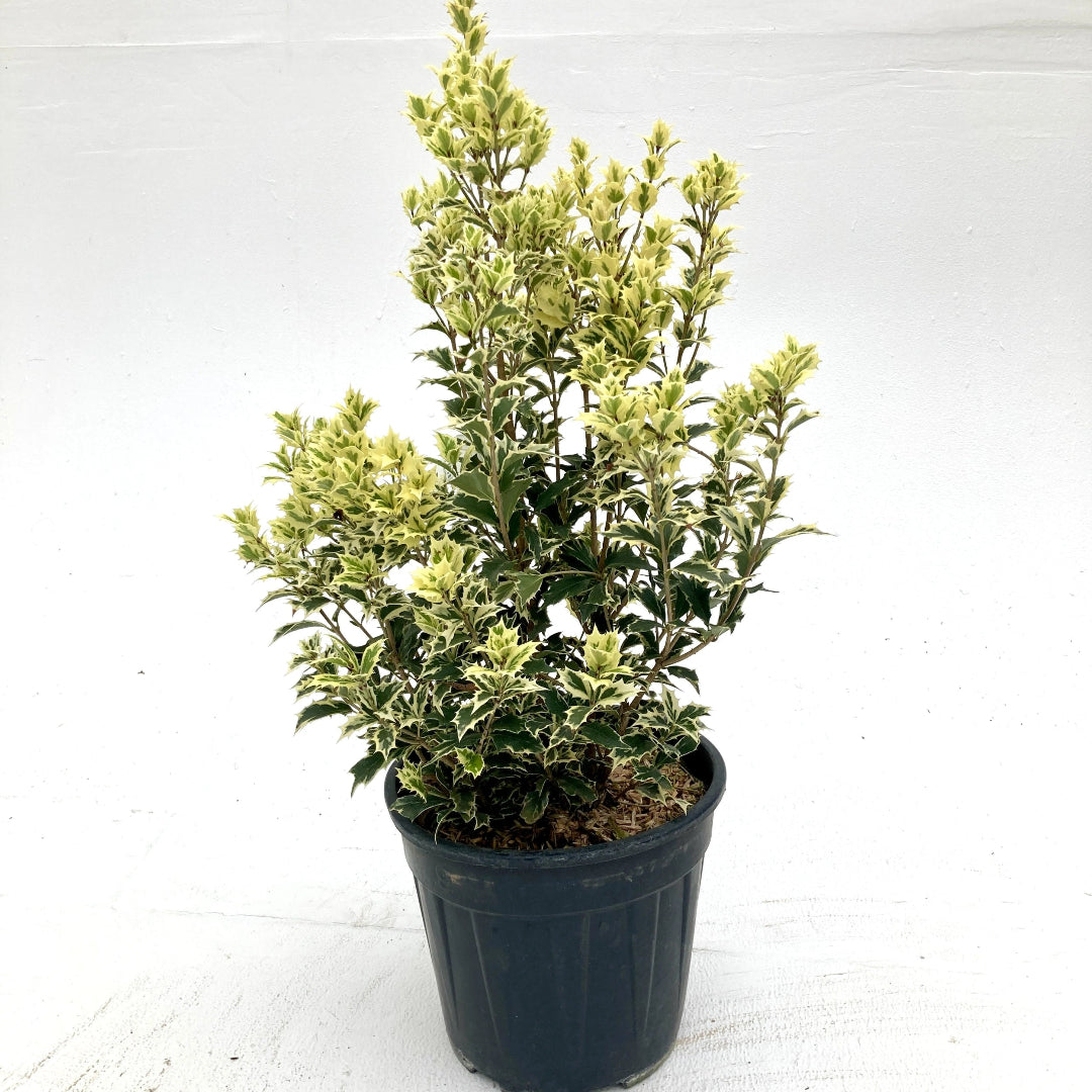 Variegated Tea Olive
