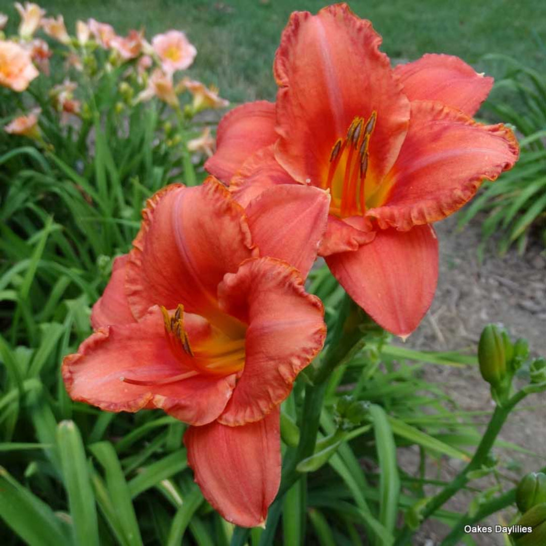 South Seas Daylily