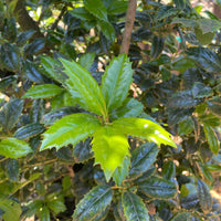 Oakland Holly