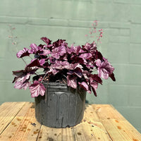 Heuchera 'Obsidian' Coral Bells