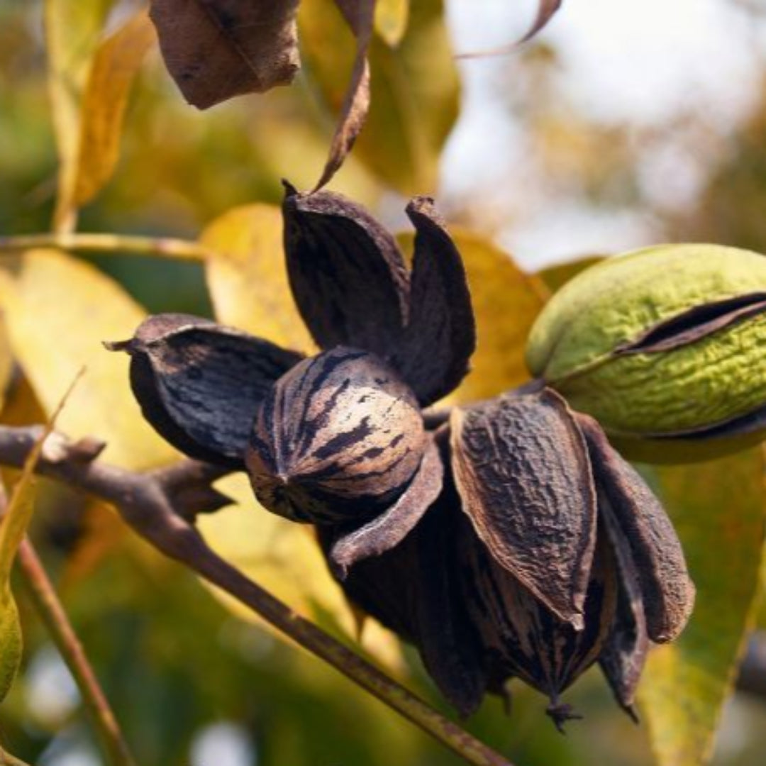 Oconee Pecan Tree, a Large, High Quality Nut