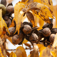 Oconee pecan tree for sale producing large high-quality pecan nuts