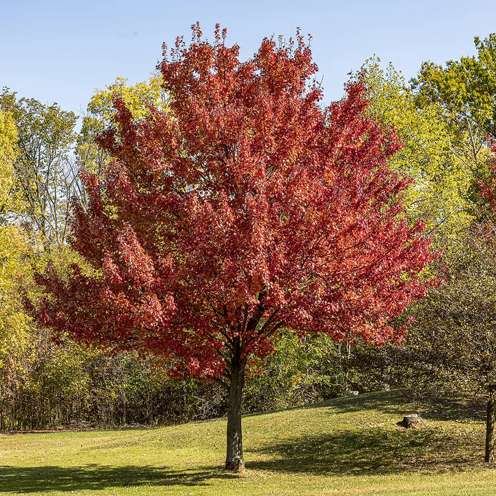 October Glory Maple
