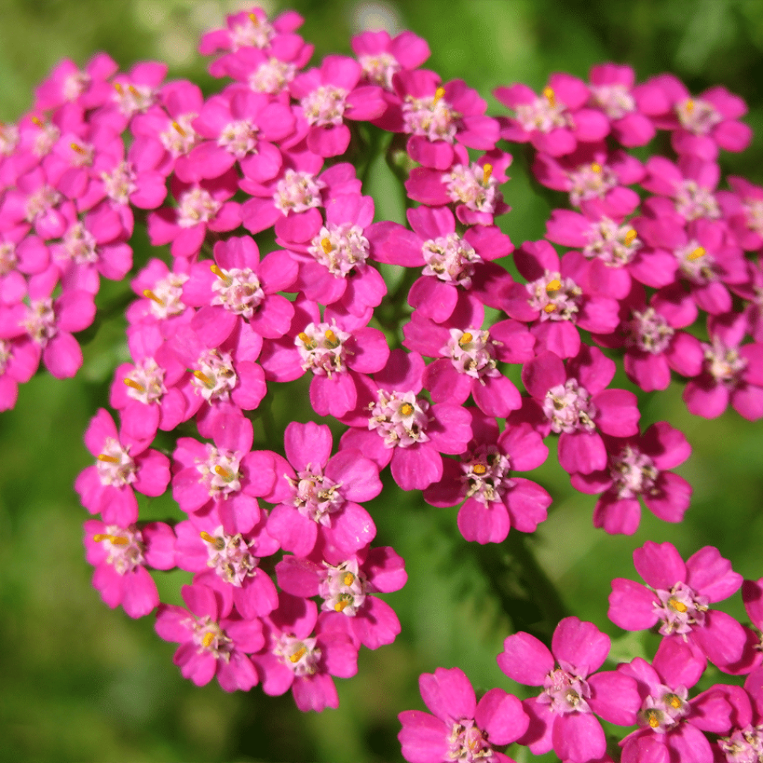 Achillea Millefolium Oertel&