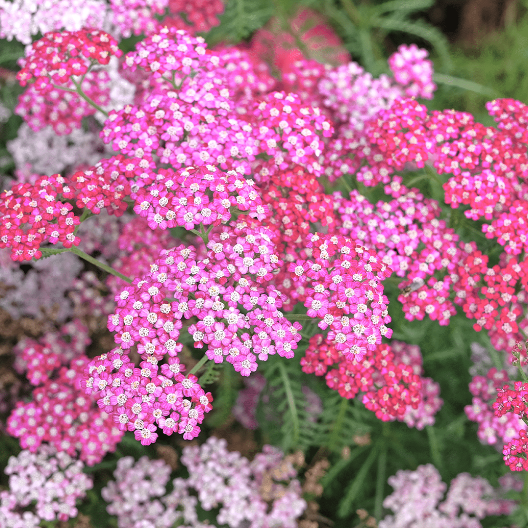 Achillea Millefolium Oertel&