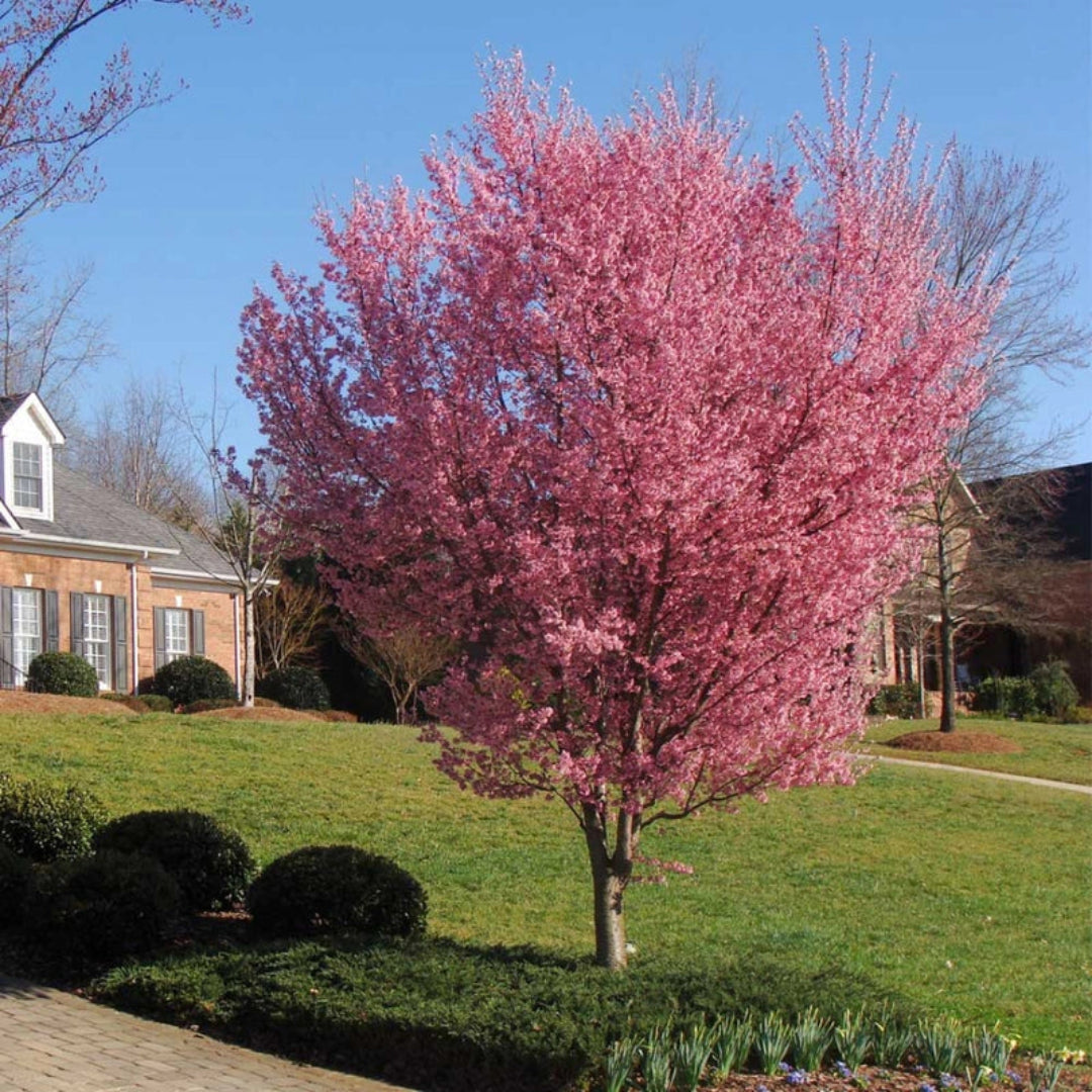 Okame Cherry Tree - Standout Tree