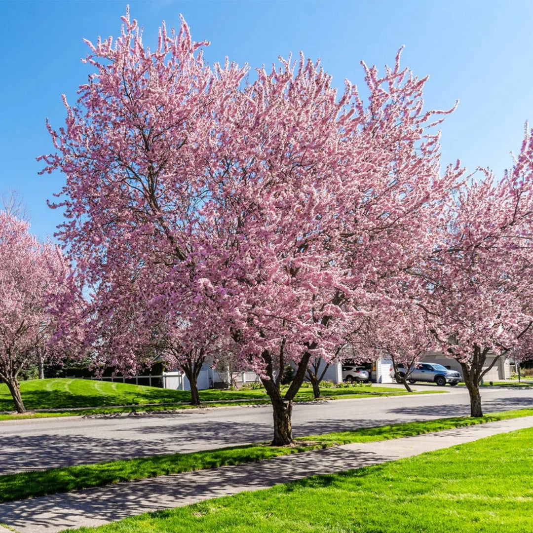 Okame Cherry Tree - Standout Tree