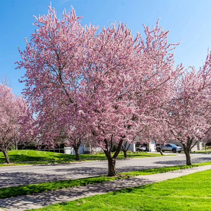 Okame Cherry Tree - Standout Tree