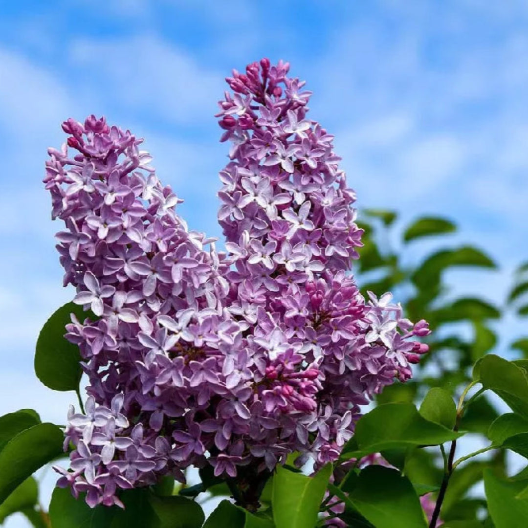 Old Fashioned Lilac