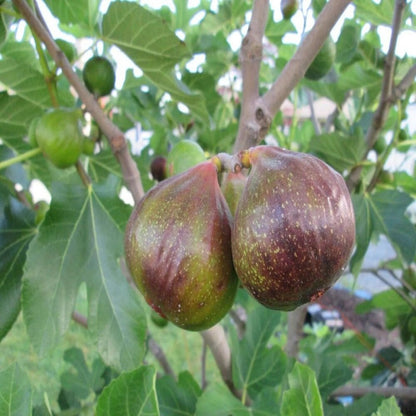 Olympian Fig Tree