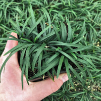 Ophiopogon japonicus Nana dwarf variety photo