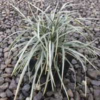 Liriope Spicata 'Silver Dragon'