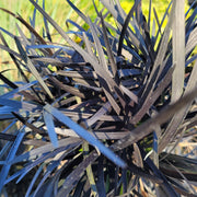 Ophiopogon Planiscapus 'Arabicus' Black Mondo Grass - [CG]
