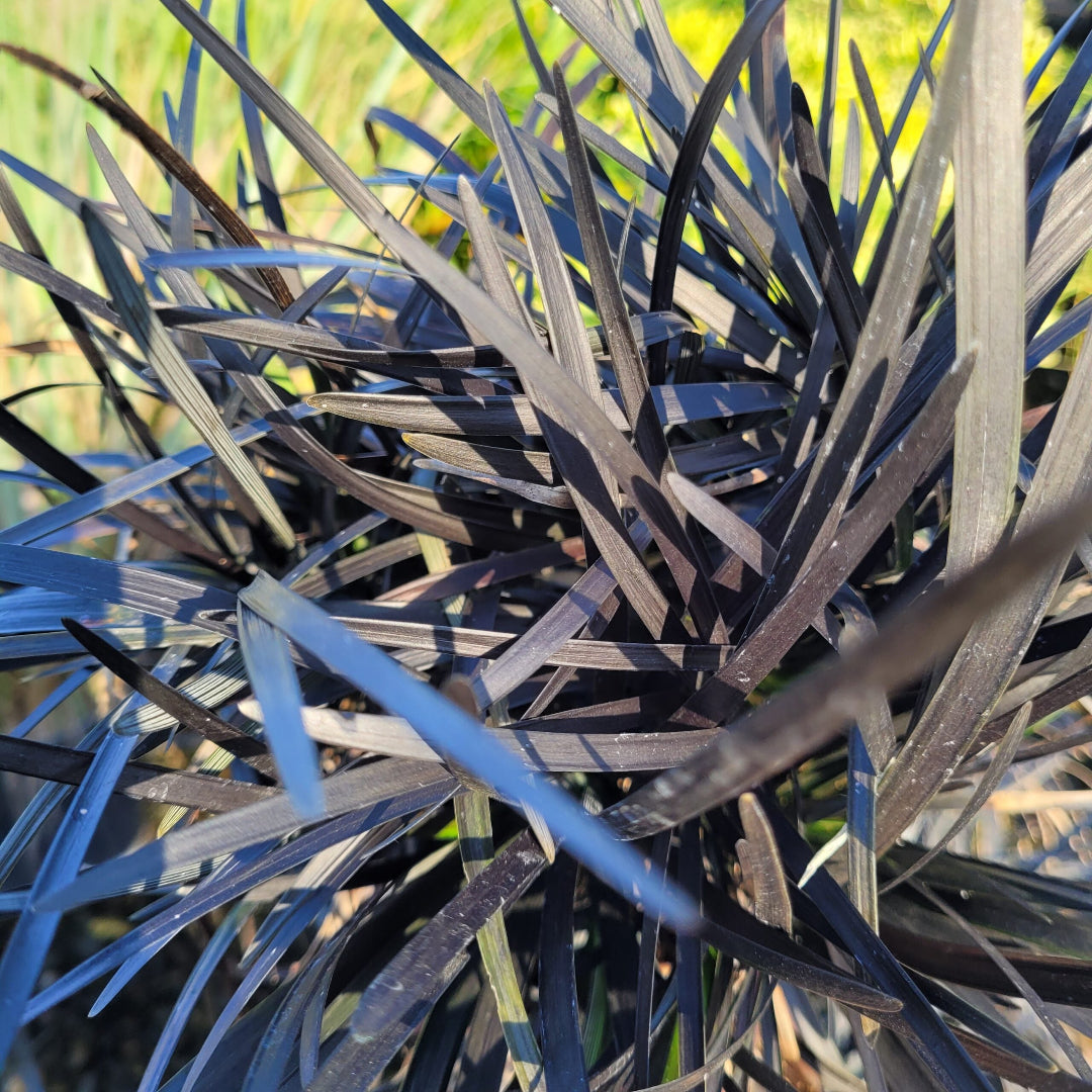 Ophiopogon Planiscapus &