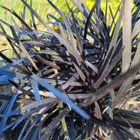 Compact Black Mondo Grass for borders and beds