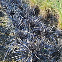 Dwarf Black Mondo Grass ornamental groundcover