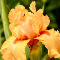 Iris Germanica 'Maid of Orange' Bearded German Iris