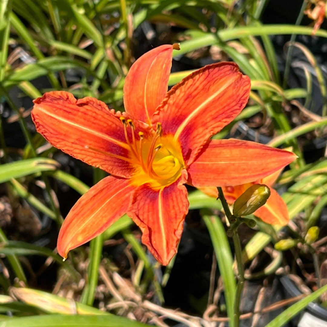 Hemerocallis Fulva Orange Daylily - [CG]