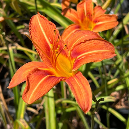 Hemerocallis Fulva Orange Daylily - [CG]