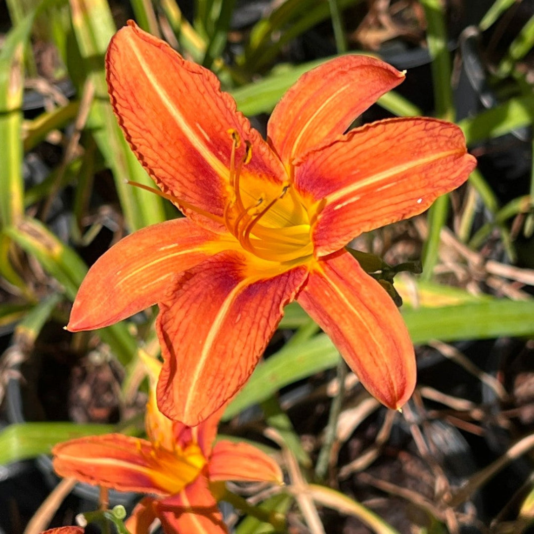Hemerocallis Fulva Orange Daylily - [CG]