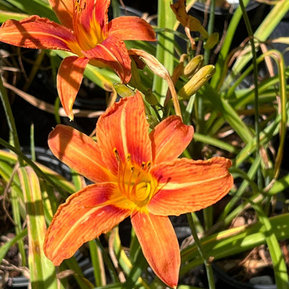 Hemerocallis Fulva Orange Daylily - [CG]