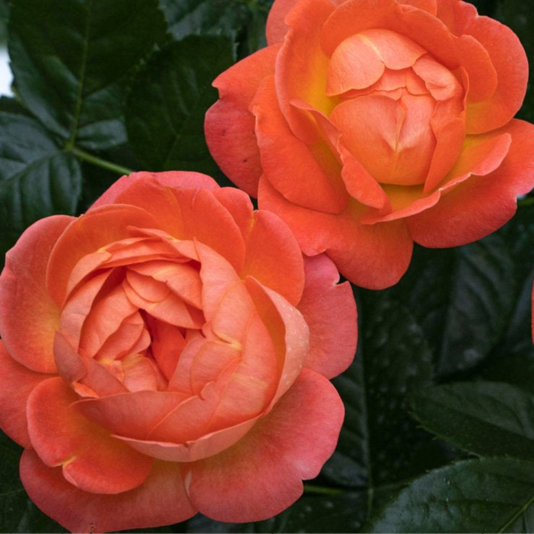 Orange Glow  Knock Out Rose