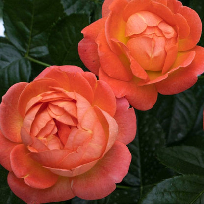 Orange Glow  Knock Out Rose
