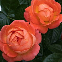 Orange Glow  Knock Out Rose