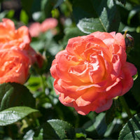 Orange Glow  Knock Out Rose