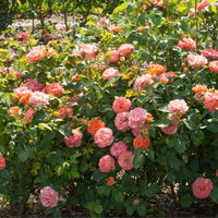 Orange Glow  Knock Out Rose