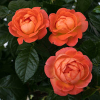 Orange Glow  Knock Out Rose