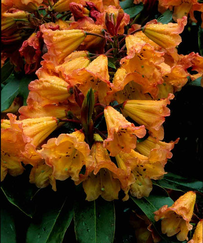 Orange Marmalade Azalea