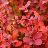 Barberry 'Rosy Rocket'