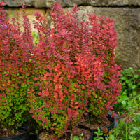 Barberry 'Rosy Rocket'