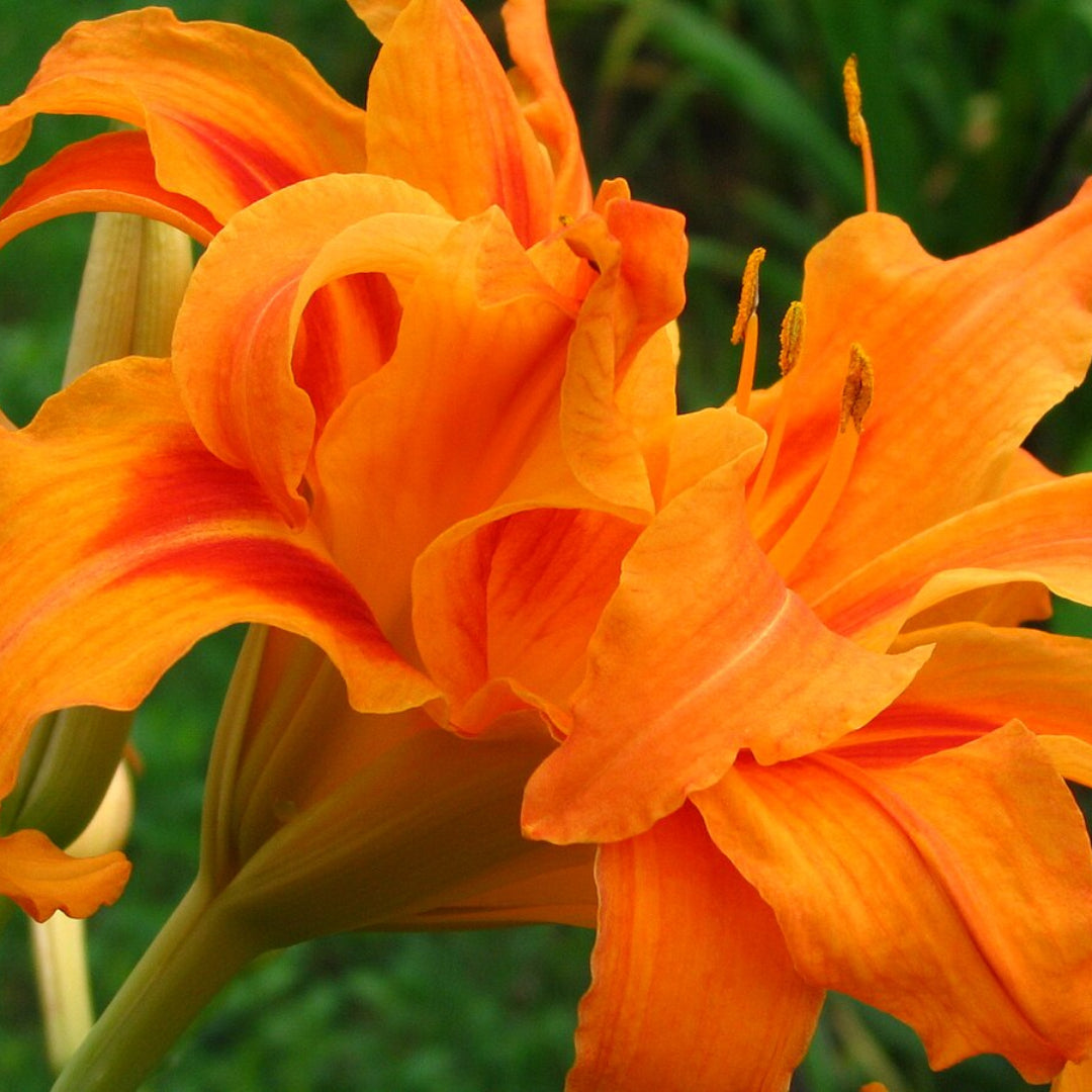 Hemerocallis Fulva Kwanso Double Orange Daylily Multipack