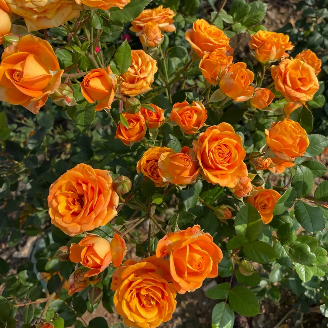 Sunrosa Orange Delight