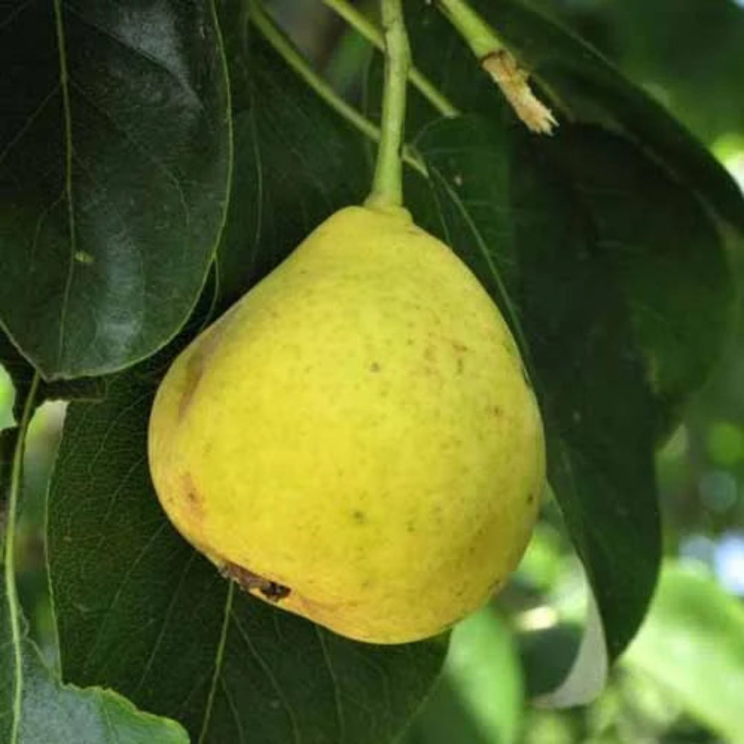 4-in-1 Pear Cocktail Tree